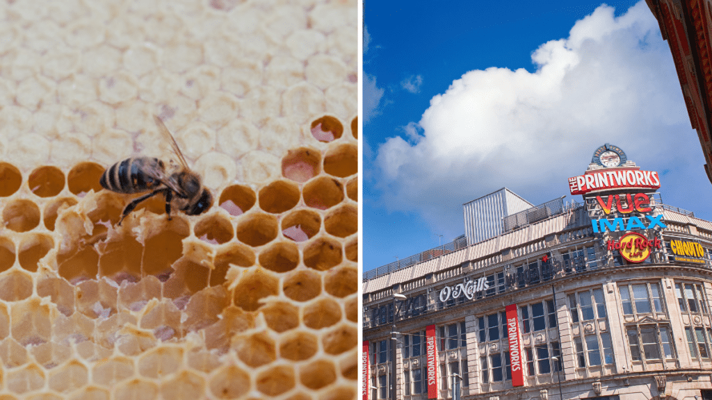 bee-in-honey-manchester-printworks-to-host-honeyworks-event
