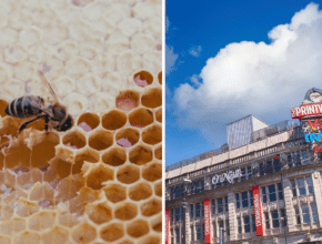 You Can Try Beekeeping Up On The Printworks’ Rooftop Garden During Manchester Flower Festival