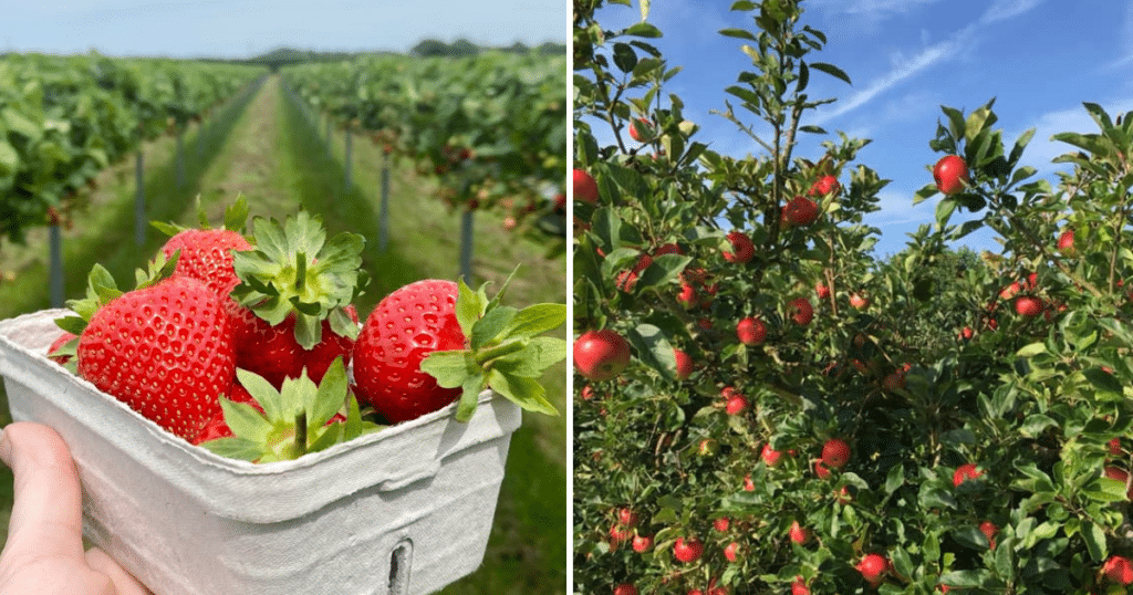 strawberries-in-punnet-apple-trees-fruit-picking-manchester