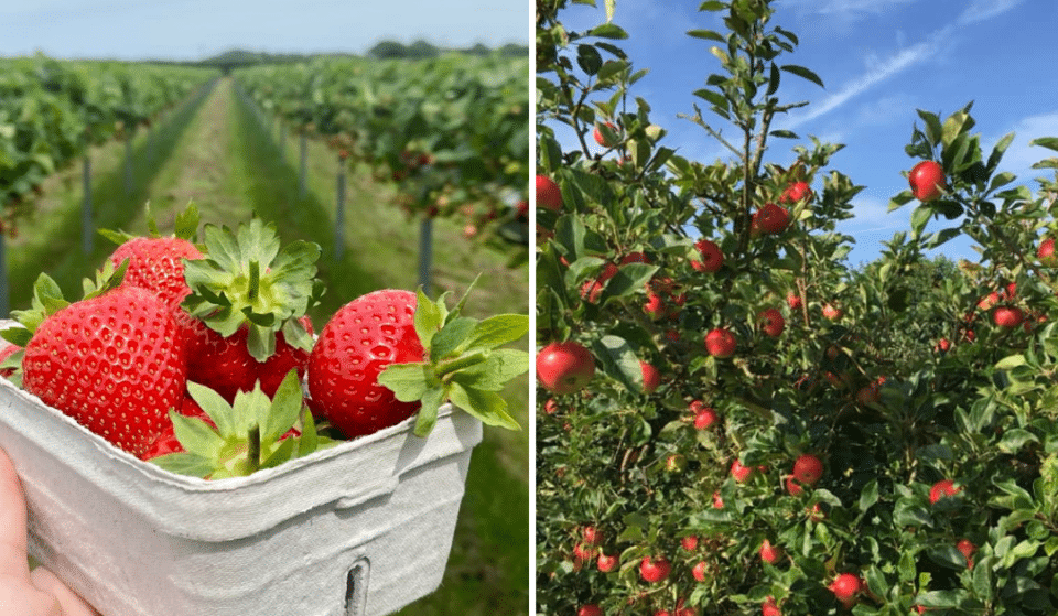 5 Of The Best Places To Pick Your Own Fresh Fruit This Summer In And Around Manchester