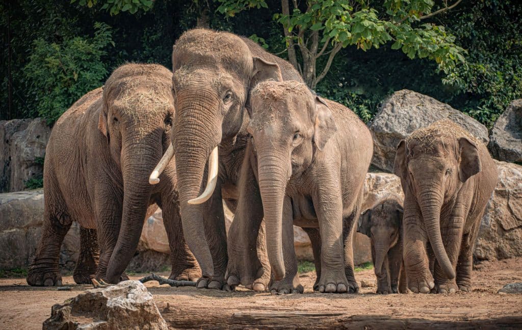 group-of-elephants-at-chester-zoo