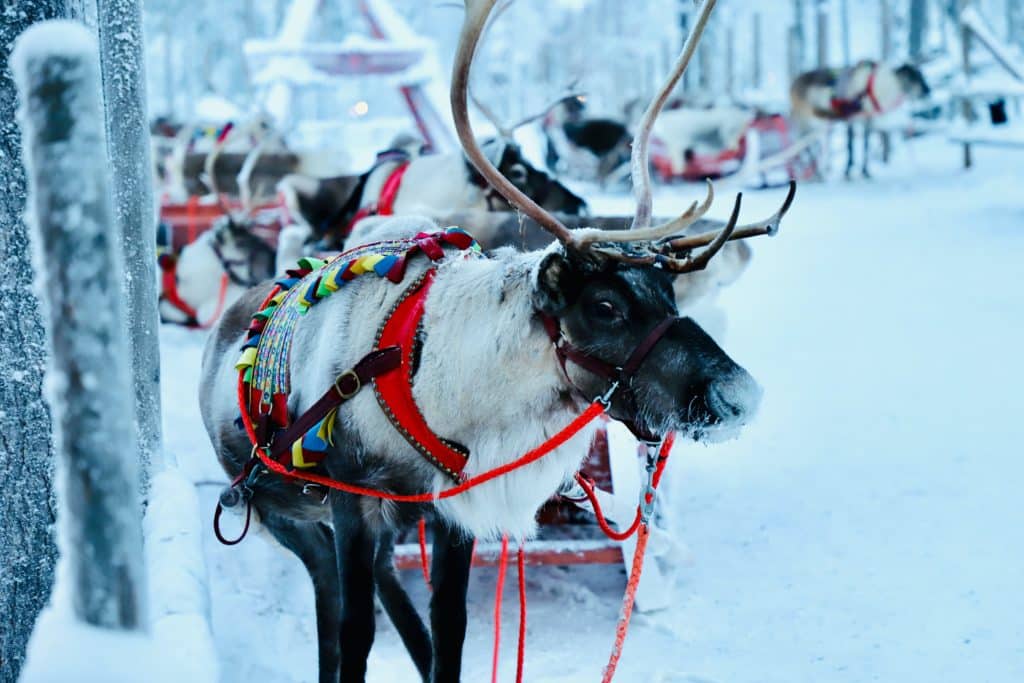 reindeer-in-finnish-lapland-which-you-can-fly-to-from-manchester-with-easjet-this-winter