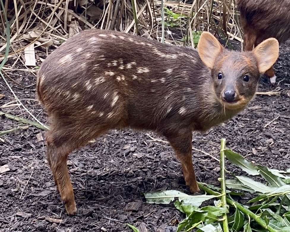 A southern pudu, the world’s smallest deer, has been born at Chester Zoo. The tiny animal will only grow to around 18 inches tall (4)