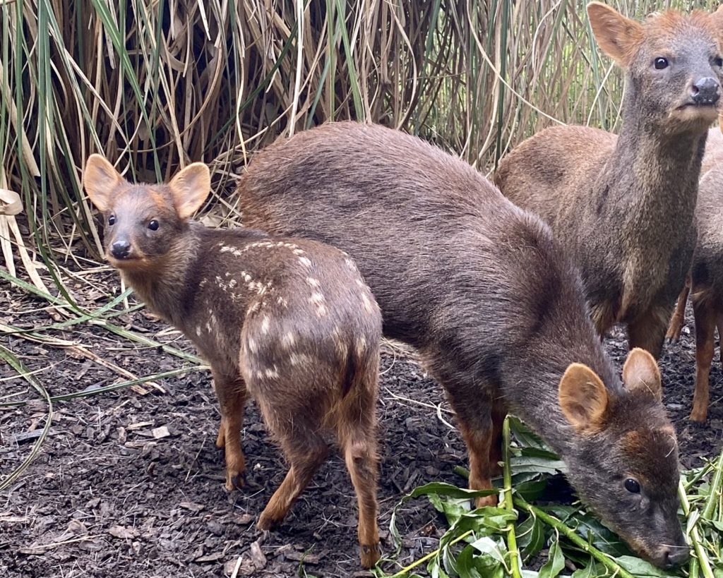 tiny-deer-measuring-six-inches-tall-born-at-chester-zoo-with-family