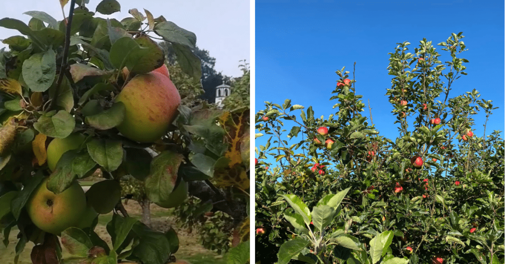 apple-trees-orchards-autumn-manchester