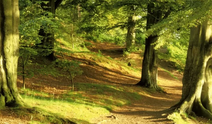 8 Of The Most Wonderful Woodland Walks In And Around Manchester To Discover This Autumn