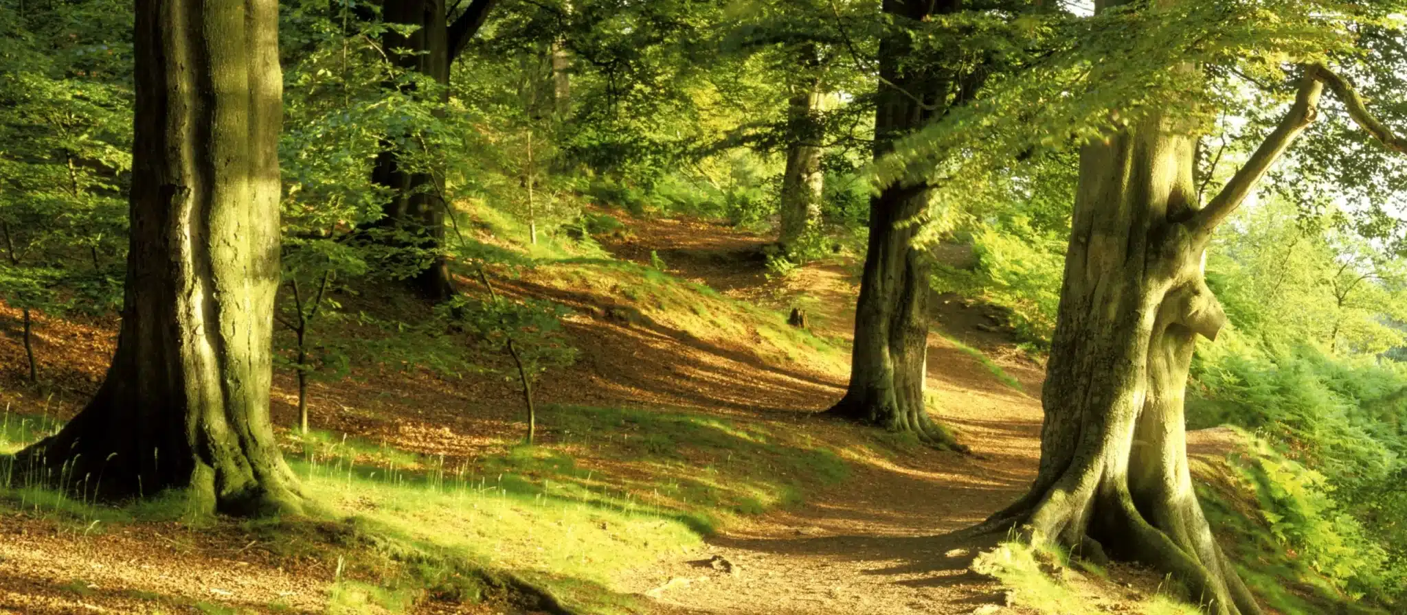woodland-alderley-edge-trees-walk