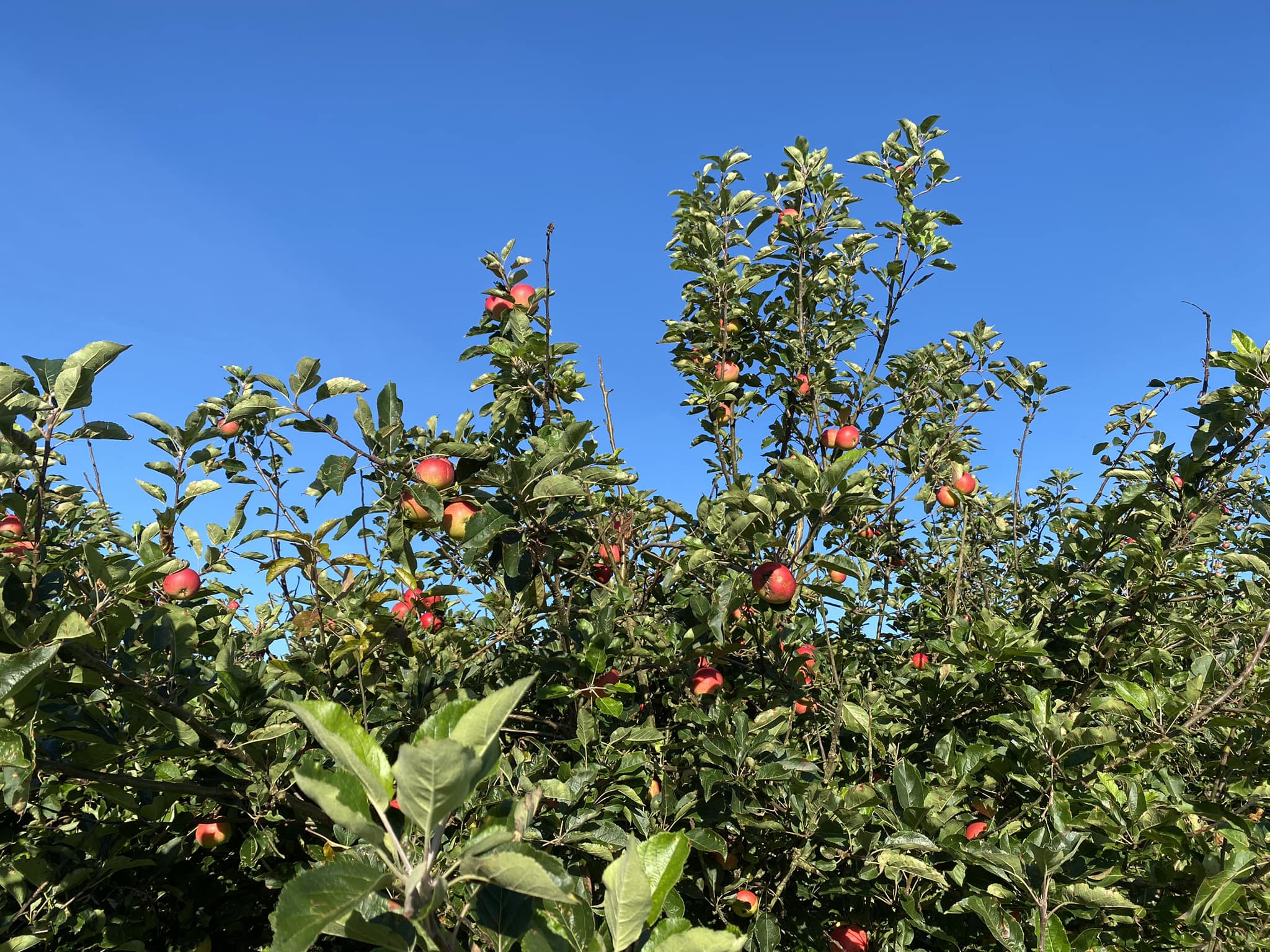woore-fruit-farm-orchard-apple-tree