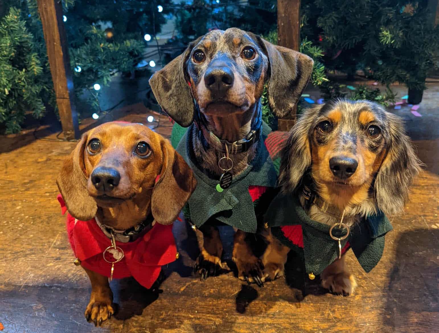 dachshund-christmas-manchester-dressed-up