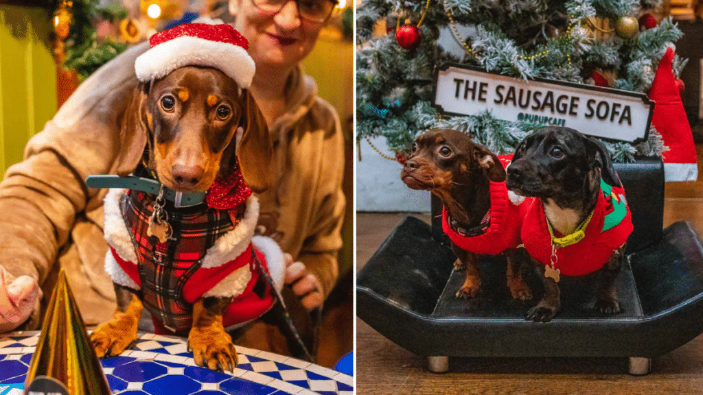 dachshund-cafe-manchester-christmas-dogs-dressed-up