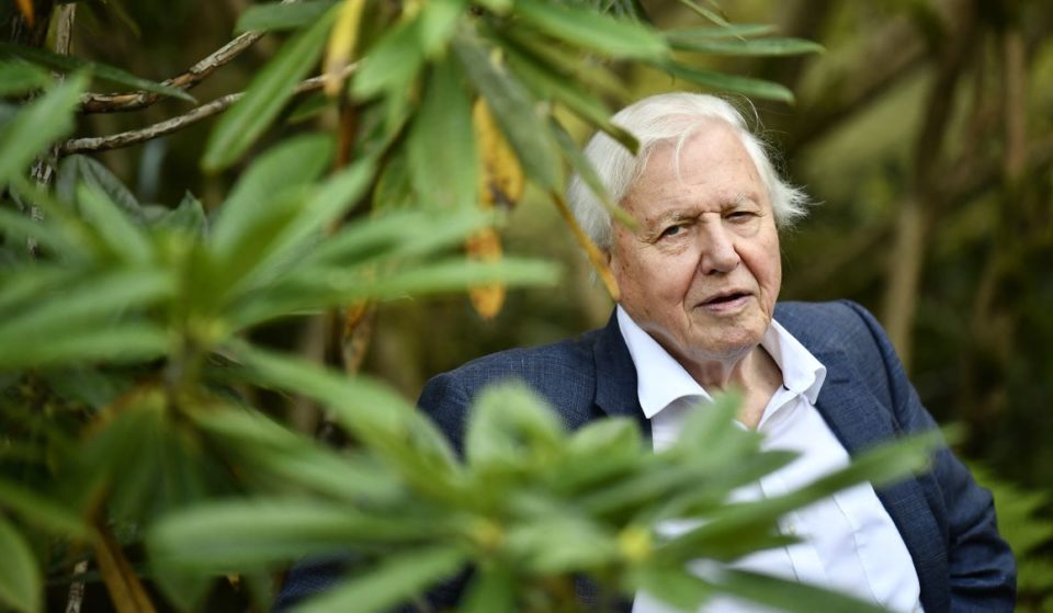 David Attenborough’s Latest Planet Earth Documentary Series Airs This Week